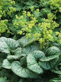 some green leaves and yellow flowers in the middle of it's planter area