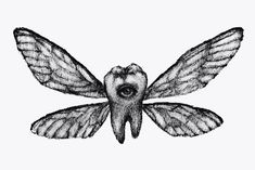 a black and white drawing of a moth with its wings spread out to the side