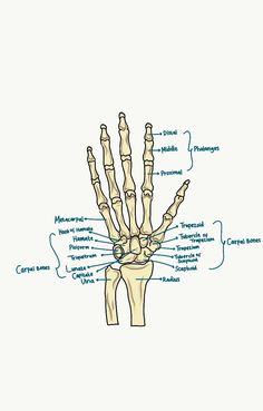 a diagram of the hand and wrist bones