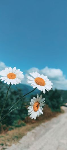 three white daisies on the side of a dirt road