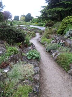 there is a dirt path going through the woods