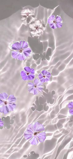 purple flowers floating in water with ripples on the bottom and light reflecting off them