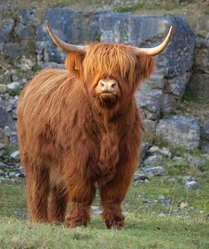 a long haired cow standing next to a tree in a field - stock photo, image id