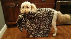 a dog in a leopard print shirt standing on the floor next to an oven and microwave