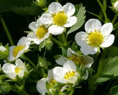 white flowers with yellow centers in the sun