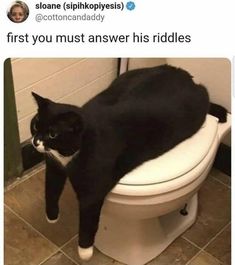 a black and white cat sitting on top of a toilet