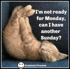 a cat laying on its back with the caption i'm not ready for monday, can i have another sunday?