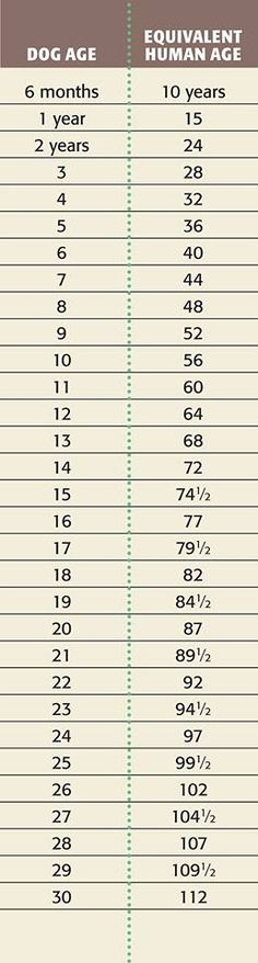 the dog age chart for humans and dogs is shown in this graphic above it's description