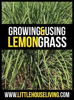 growing and using lemongrasss