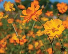 yellow flowers are blooming in the field