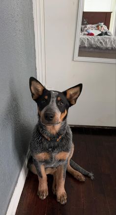 a dog sitting on the floor next to a door