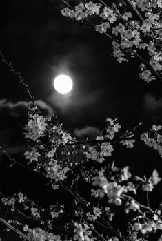 black and white photograph of tree branches with full moon in the background at night time