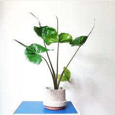 a potted plant sitting on top of a blue table next to a white wall