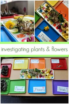 the cover of investigating plants and flowers is shown with pictures of different types of flowers