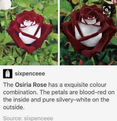 an image of a red rose with white petals and the caption's description