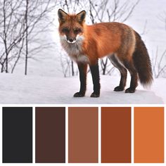 a red fox standing in the snow with color swatches