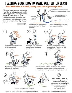 instructions to teach your dog to walk on leashes and how to use the leash