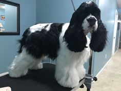 a black and white dog standing on top of a table next to a blue wall