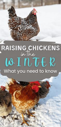 chickens in the snow with a sign that says raising chickens in the winter what you need to know