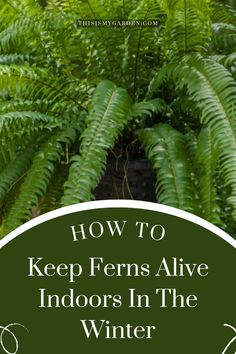 A thriving fern that can be overwintered indoors so that it can grow again next year. From thisismygarden.com. How To Keep A Fern Alive During Winter, Fern Pot Ideas, How To Keep Ferns Over Winter, How To Save Ferns Through The Winter, How To Over Winter Ferns, How To Winter Over Boston Ferns, How To Winterize Boston Ferns, Keeping Ferns Alive During Winter, Caring For Ferns Indoors