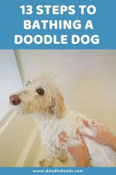 The Ultimate 13 Step Guide To Bathing A Doodle Dog Apricot Goldendoodle, Doodle Cuts, Mini Labradoodle