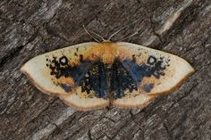 a brown and black moth sitting on top of a tree