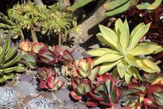 several different types of succulents growing in the ground next to each other