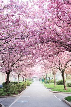 a street lined with lots of pink trees