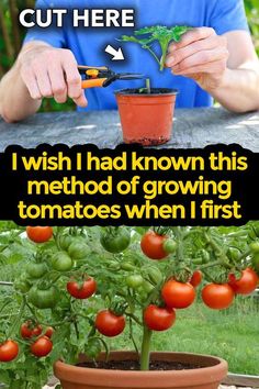 a man is cutting tomatoes into small potted plants with scissors and gardening shears