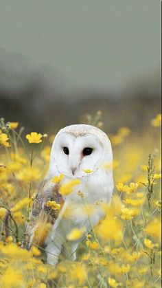 an owl standing in the middle of a field of yellow flowers