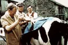 three men standing around a black and white cow