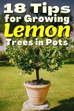 Lemon Trees In Pots, Lemon Tree From Seed, Trees In Pots, Growing Lemon Trees