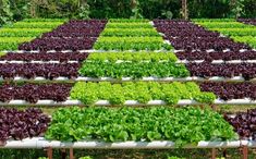 rows of lettuce growing in an outdoor garden