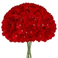 a bouquet of red flowers on a white background