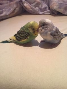 two small birds sitting on top of a bed next to each other with their beaks touching