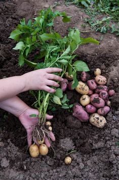 a person is holding up some vegetables in the dirt with their hands on top of them