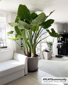 Vous avez un coin vide dans votre maison ? Créez un mur végétal ou un coin végétal ! Elephant Ear Plant, نباتات منزلية, Potted Plants Outdoor, Elephant Ears, House Plants Indoor