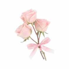 three pink roses with a ribbon tied around them on a white background, one is in the foreground