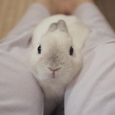 a white rabbit sitting on top of a person's lap