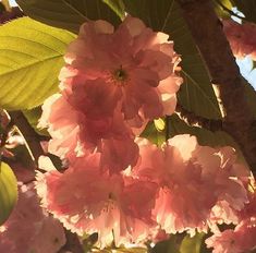 pink flowers are blooming on the branches of trees in the sun shining through leaves