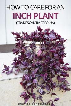 purple plant with text overlay how to care for an inch plant tradecanta zebra