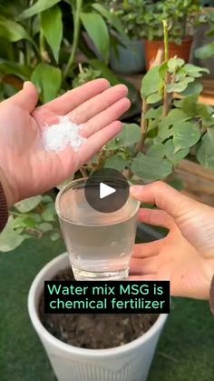 5.3K views · 75 reactions | 4 tips to take care of plants #backyardgardening #gardeninglife #vegetablegardening #vegetablegarden #gardeningtips #gardeninglove #organicgardening #gardensofinstagram #gardenideas #urbangardening #gardeningistherapy #gardeninggoals #homegardening #gardeninspiration #lovegardening #gardeningisfun #countrygarden #veggiegarden | Dawn wills