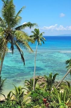 palm trees line the shore of a tropical beach with clear blue water in the background