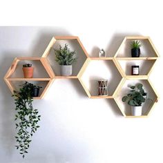 hexagonal shelves with plants on them against a white wall in an office setting