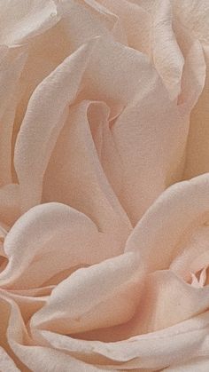 Wallpaper beautiful roses peach cream pastel colors 
IG: fleur.destinee Rose Peach, Peaches Cream, Beautiful Roses, Pastel Colors, Color, Instagram