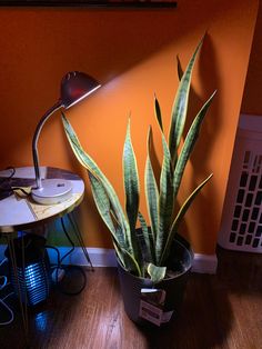 a houseplant in a black pot next to a table with a lamp on it