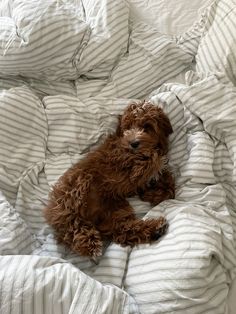 a small brown dog laying on top of a bed covered in white sheets and pillows