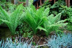 green plants are growing in the garden next to rocks