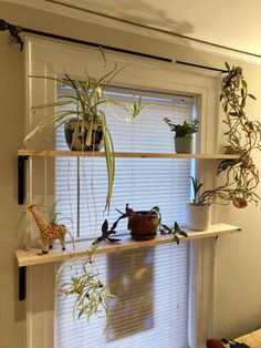 some plants are hanging on the window sill