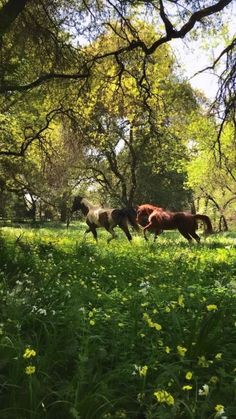 three horses running through the grass in a wooded area with trees and wildflowers